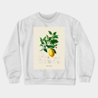 Lemon Antique Botanical Illustration Crewneck Sweatshirt